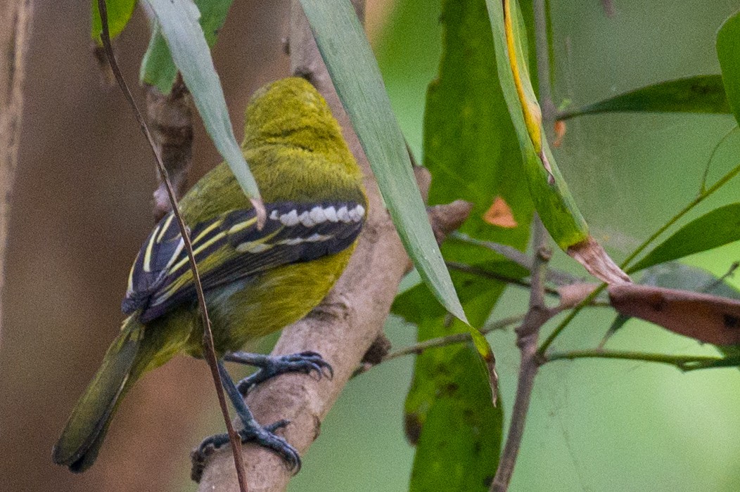 Common Iora - ML617354967