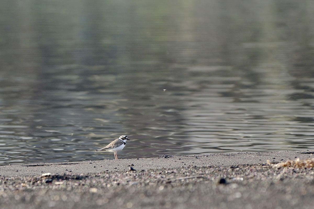 Little Ringed Plover - ML617354983