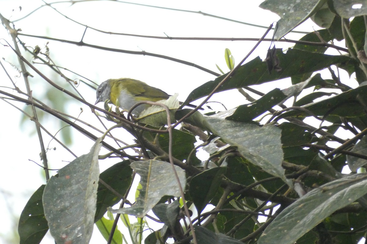 Ashy-throated Chlorospingus - ML617355029