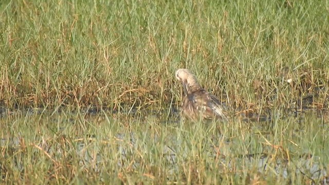 Asian Dowitcher - ML617355033