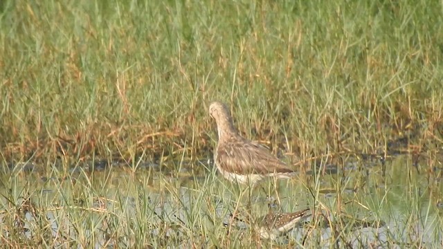 Steppenschlammläufer - ML617355037