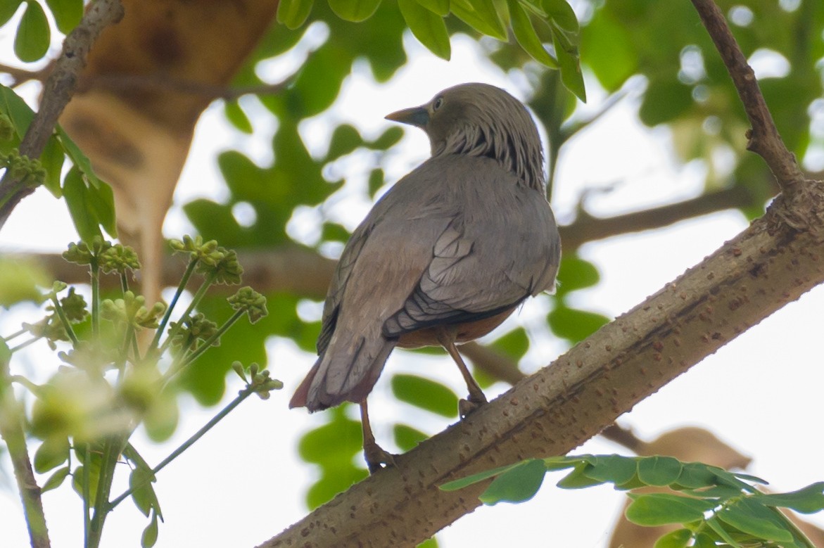 Brahminy Starling - ML617355042