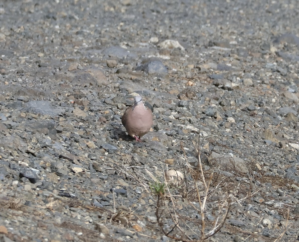 Spotted Dove - ML617355052