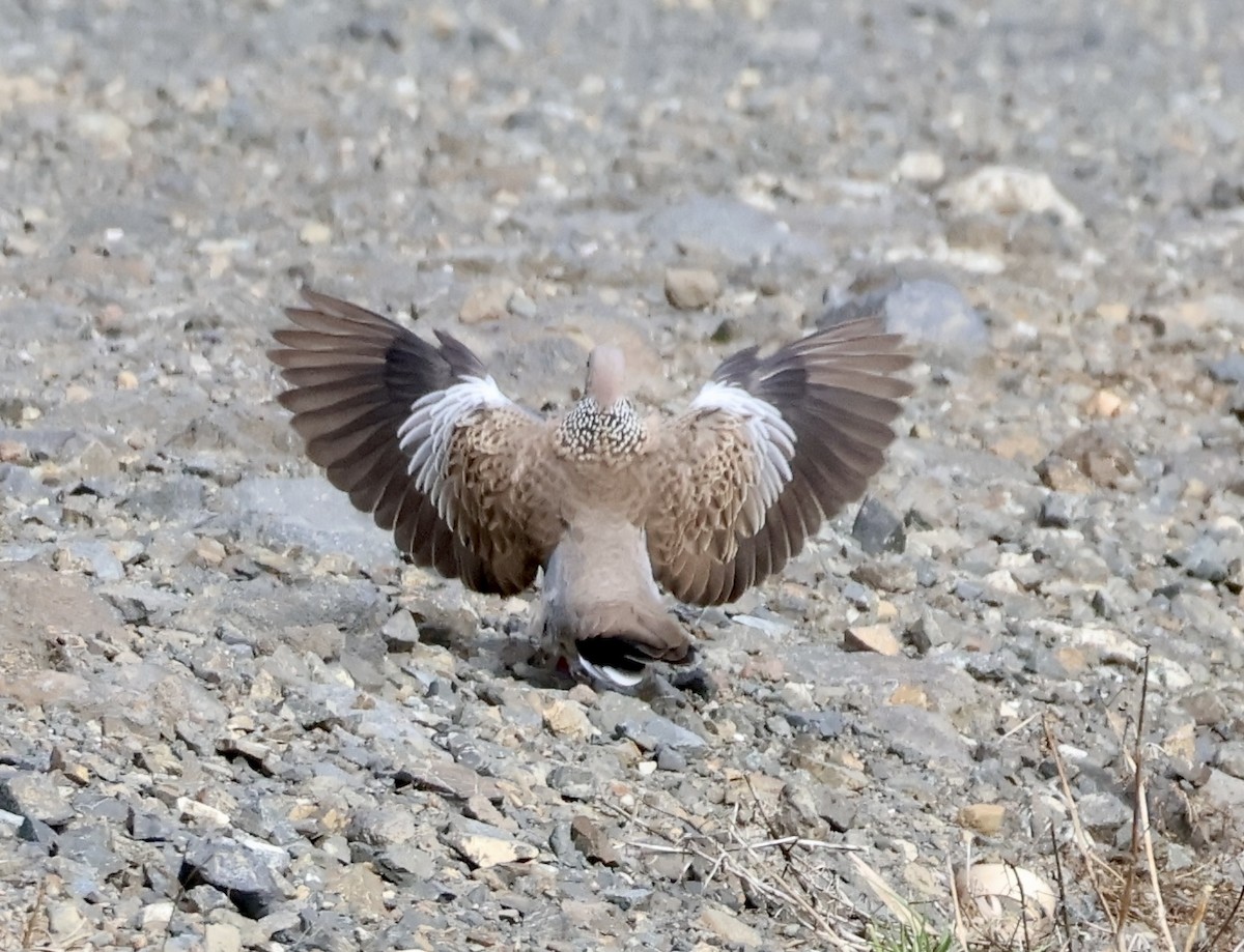 Spotted Dove - ML617355053
