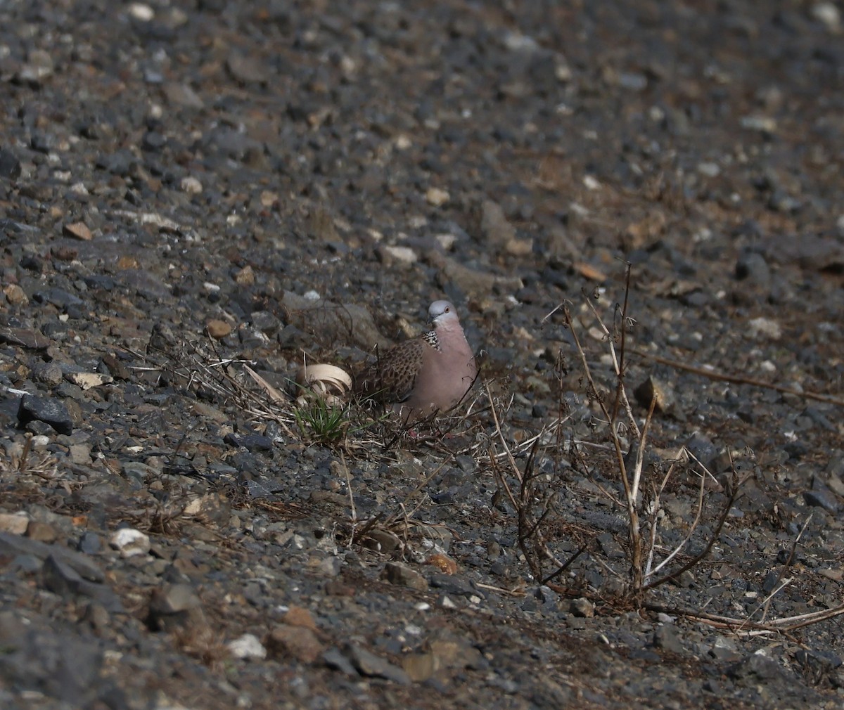 Spotted Dove - ML617355054