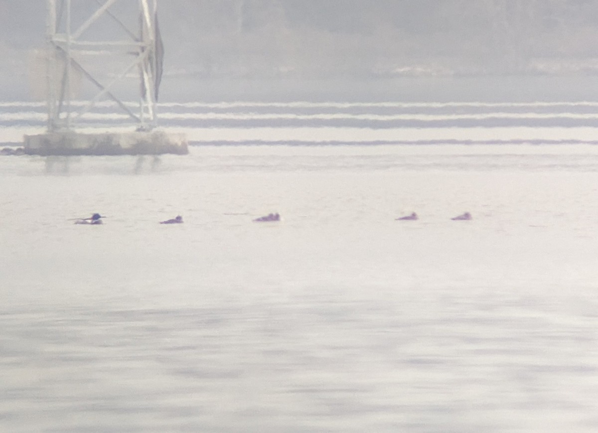 Red-breasted Merganser - ML617355064