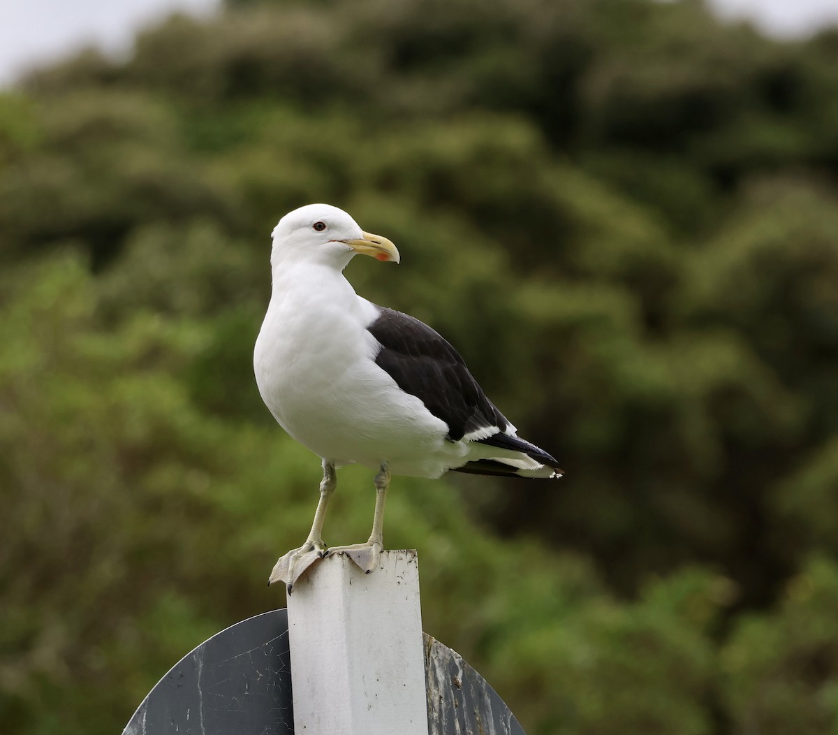 Kelp Gull - ML617355087