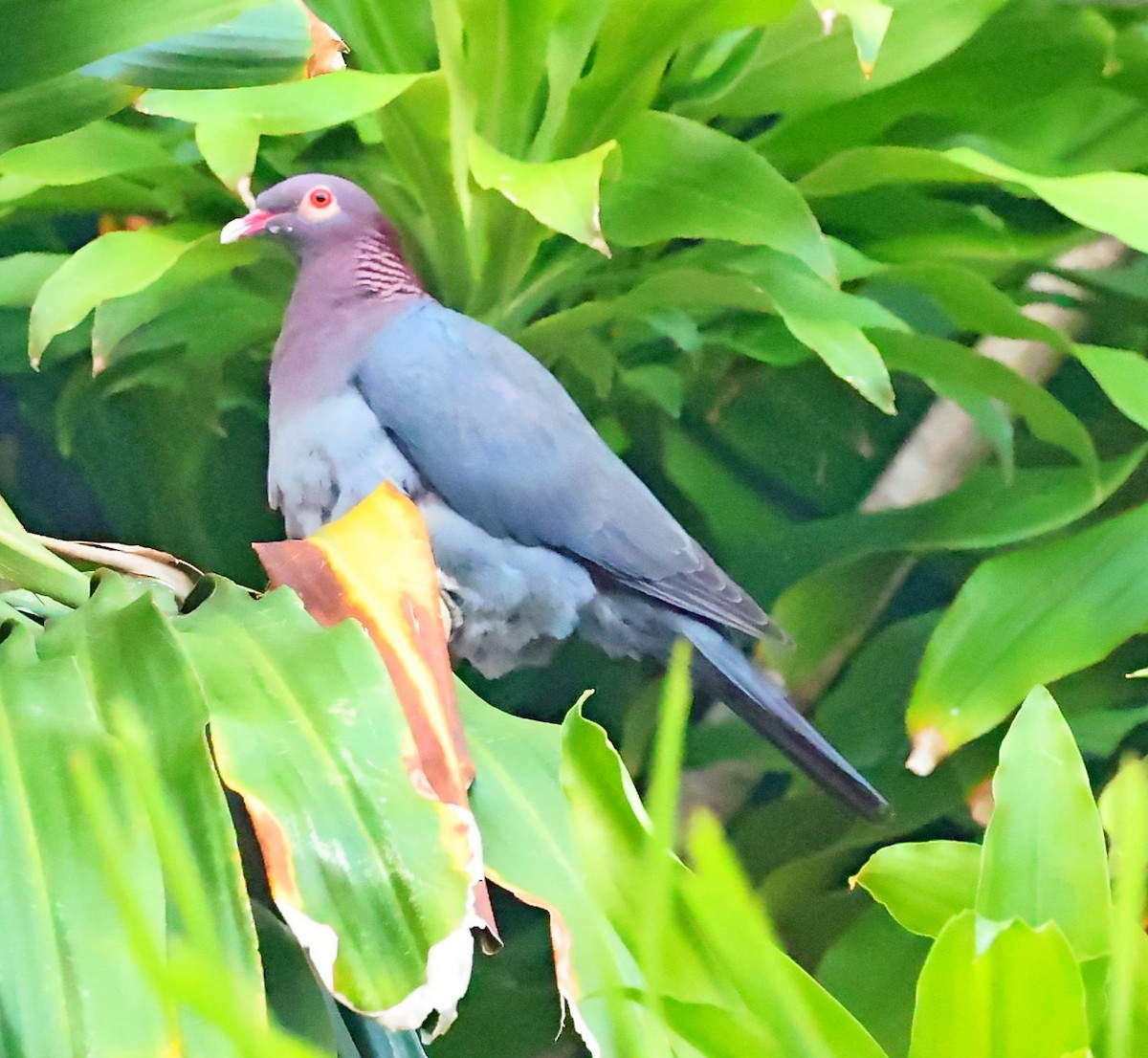 Scaly-naped Pigeon - ML617355136