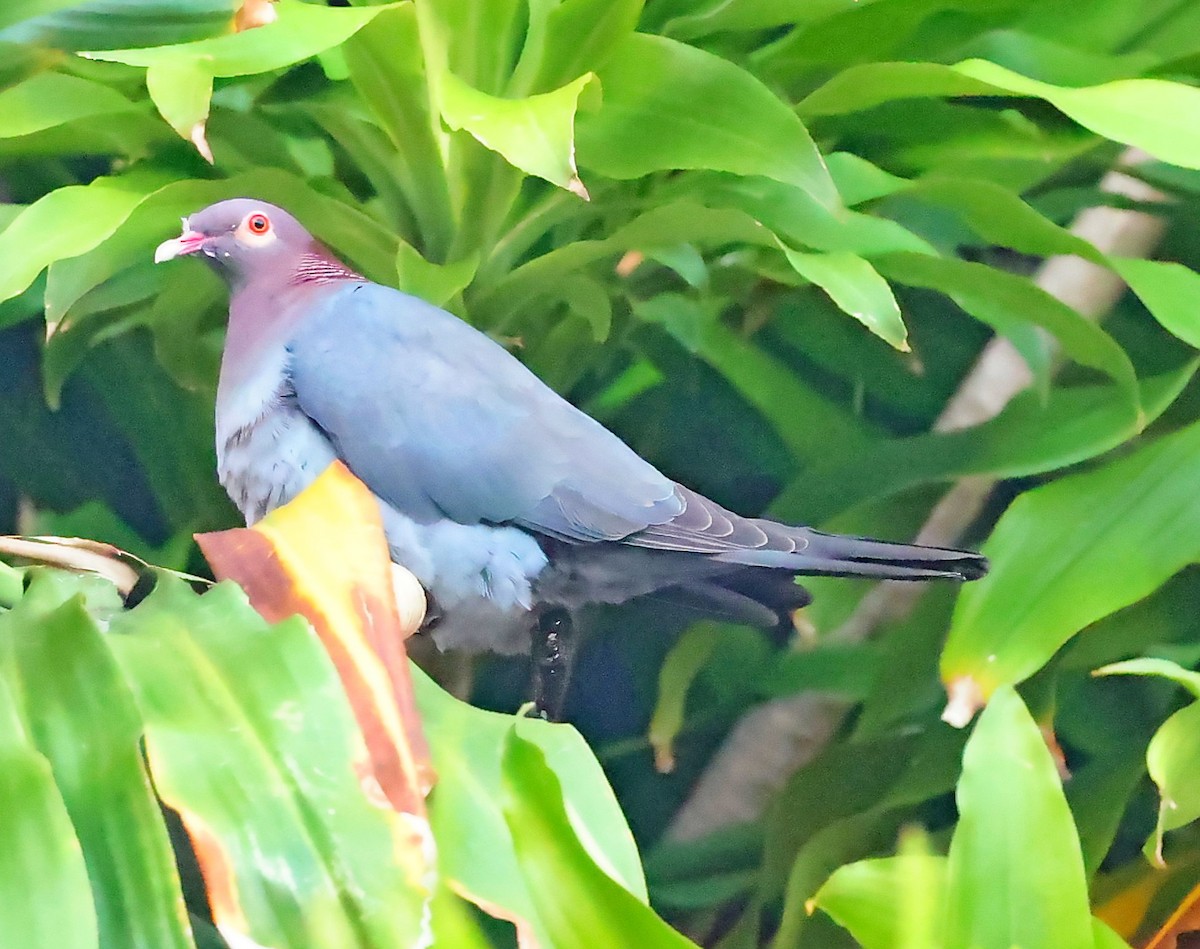 Scaly-naped Pigeon - ML617355137