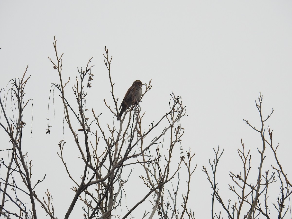 Dusky Thrush - ML617355152