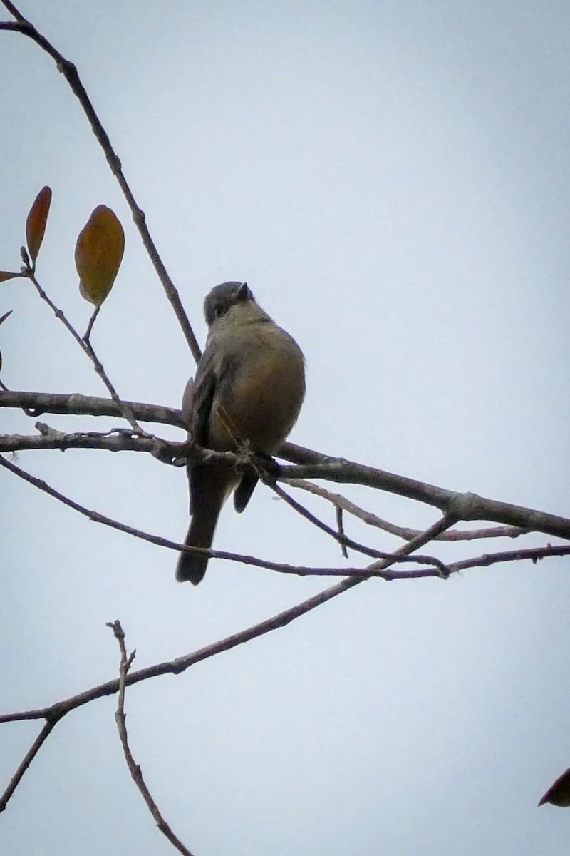 Rufous-tailed Tyrant - ML617355156