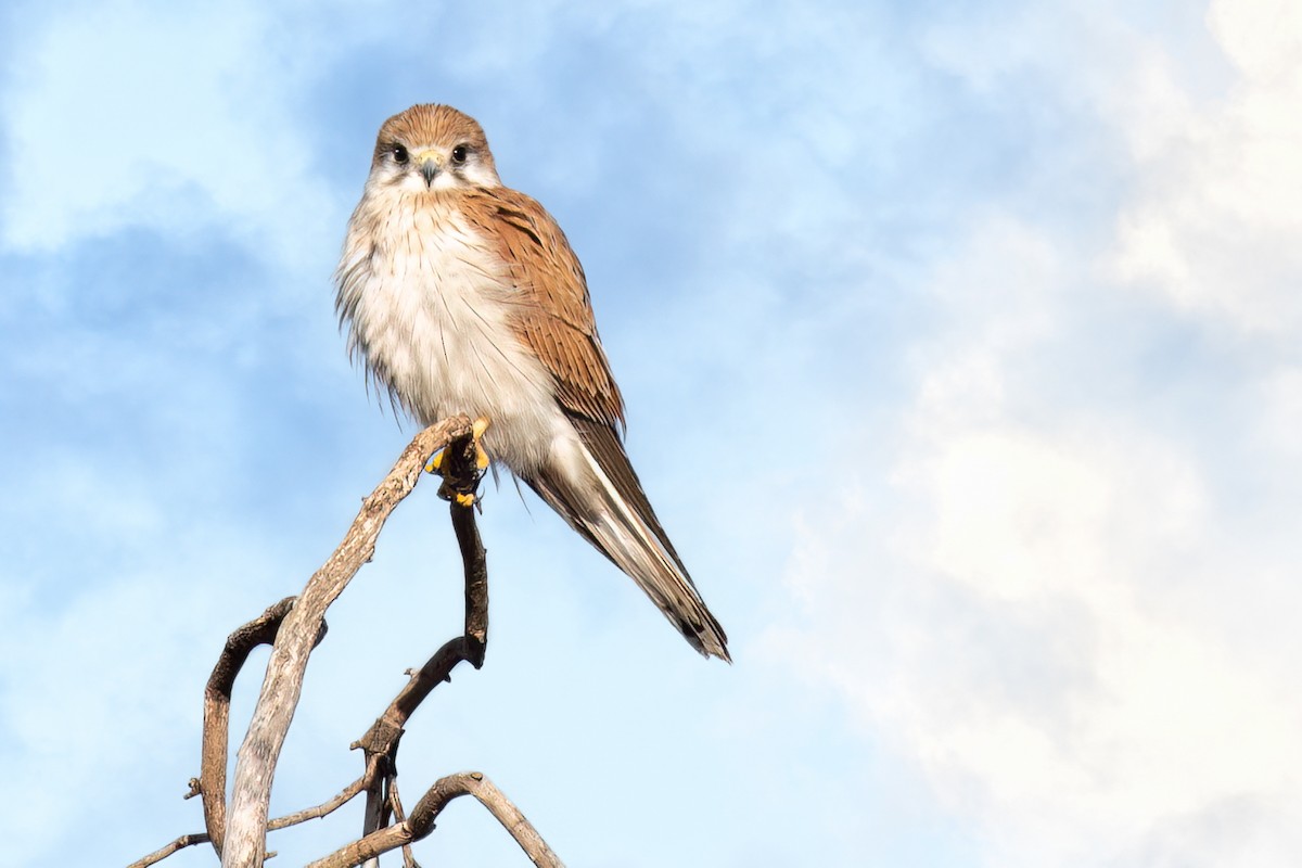 Nankeen Kestrel - ML617355173