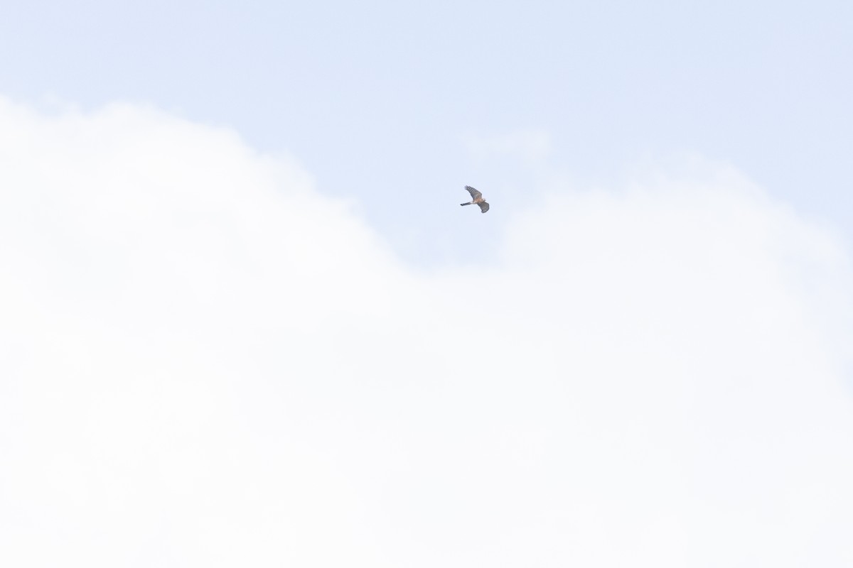 Rufous-breasted Sparrowhawk - Mario Garcia