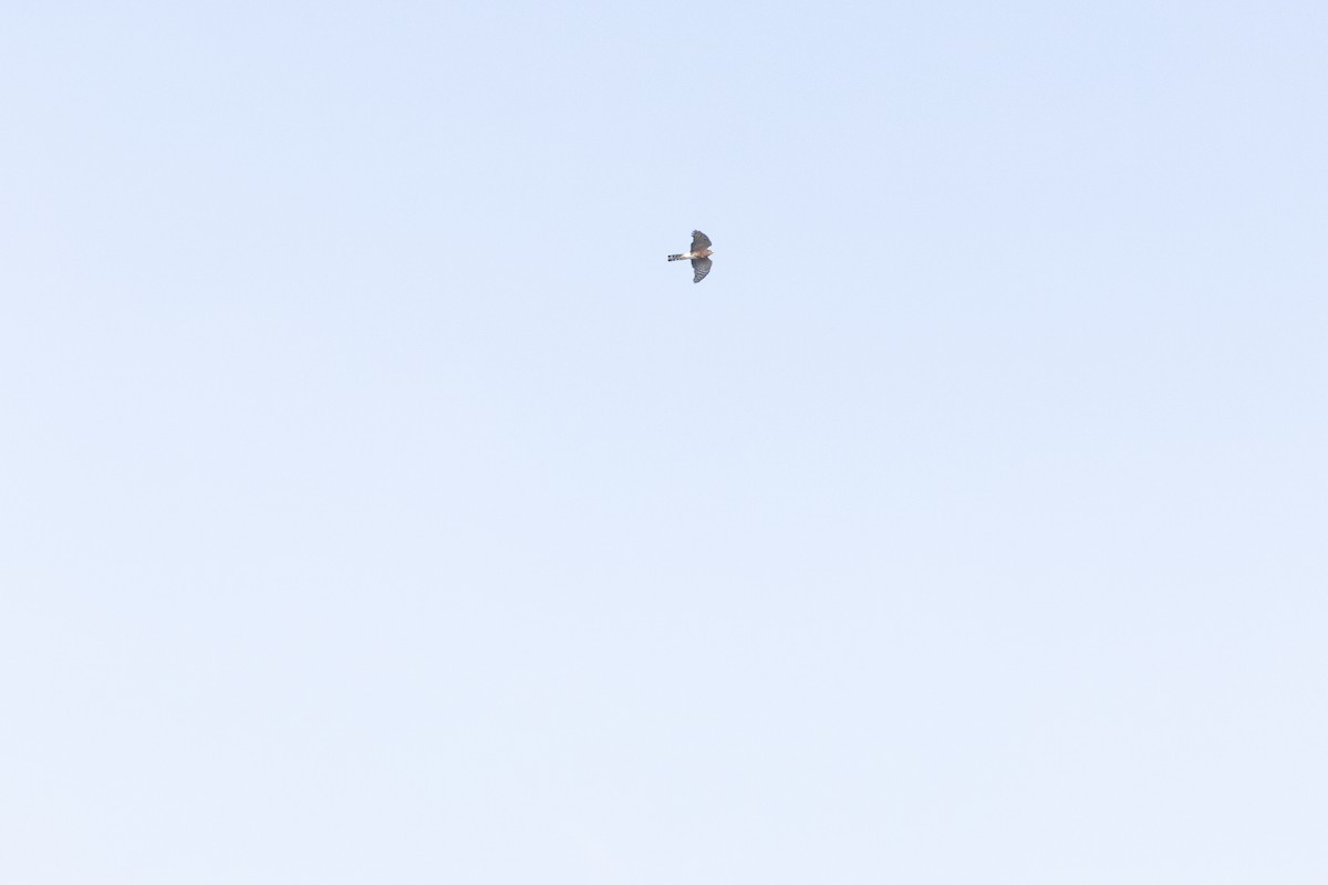Rufous-breasted Sparrowhawk - ML617355189