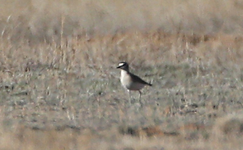 Mountain Plover - ML617355232