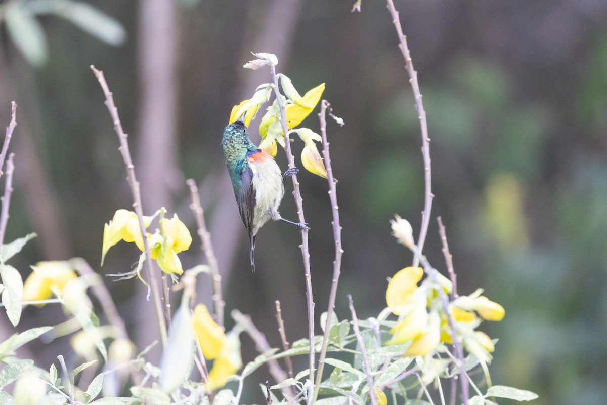 Eastern Double-collared Sunbird - ML617355237