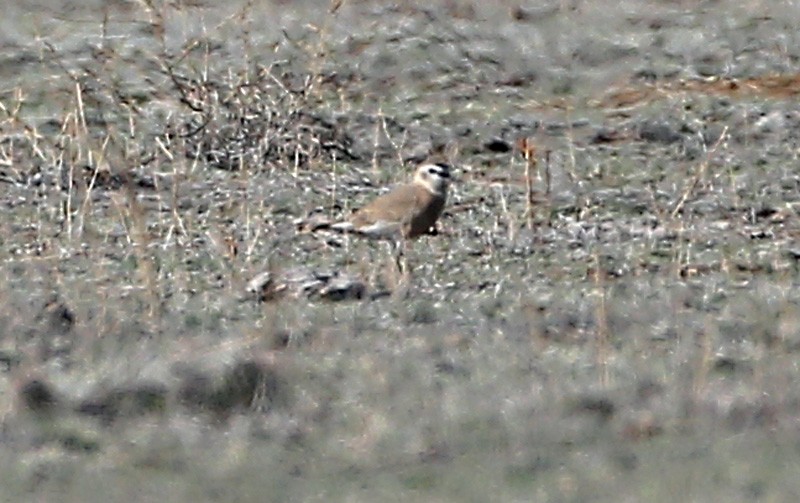 Mountain Plover - ML617355266