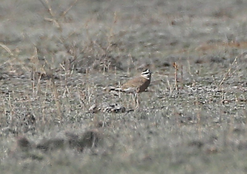 Mountain Plover - ML617355268