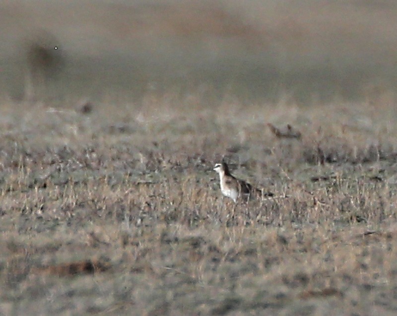 Mountain Plover - ML617355269