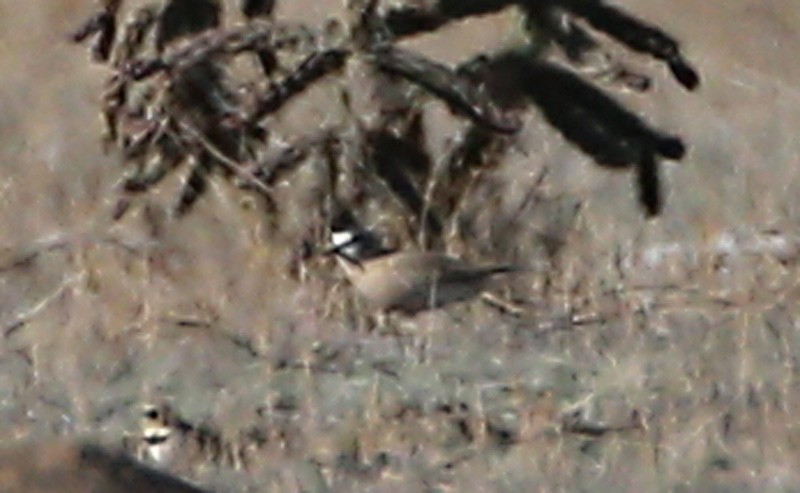 Mountain Plover - ML617355270