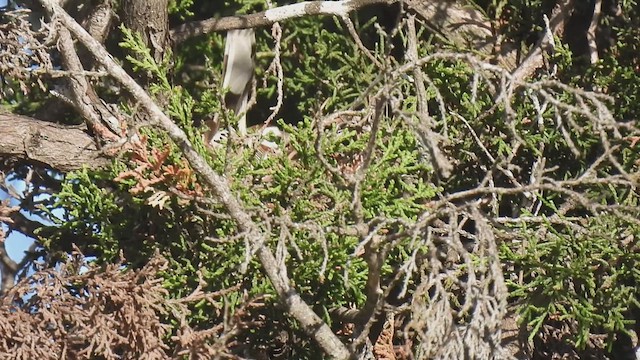 Lark Sparrow - ML617355271