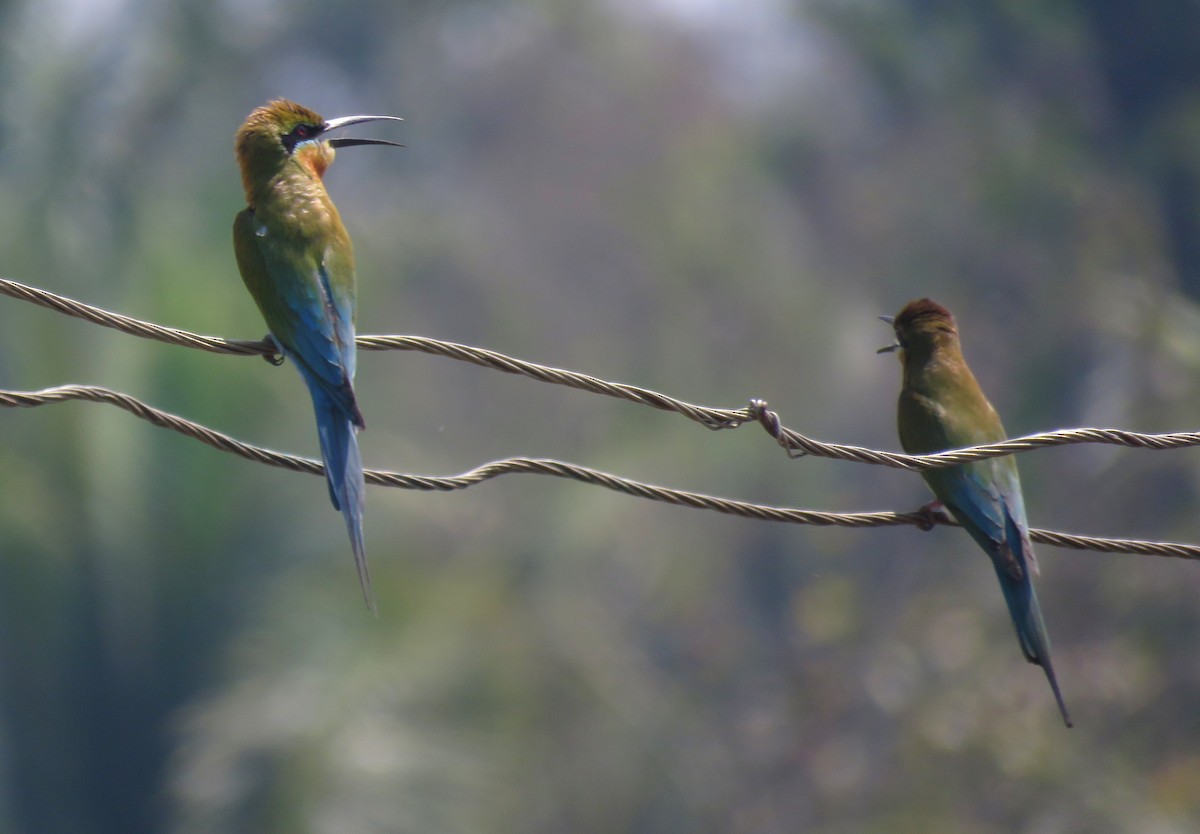 Blue-tailed Bee-eater - ML617355281