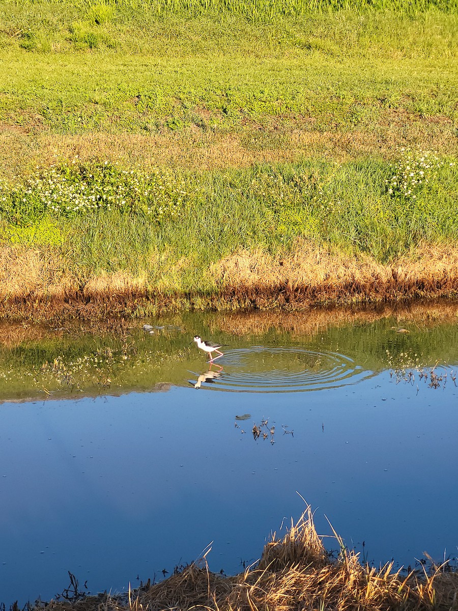 Black-necked Stilt - ML617355305