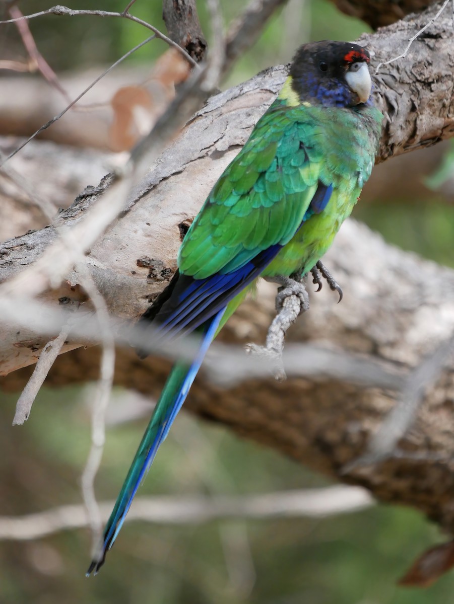 Воротничковый попугай (semitorquatus) - ML617355307