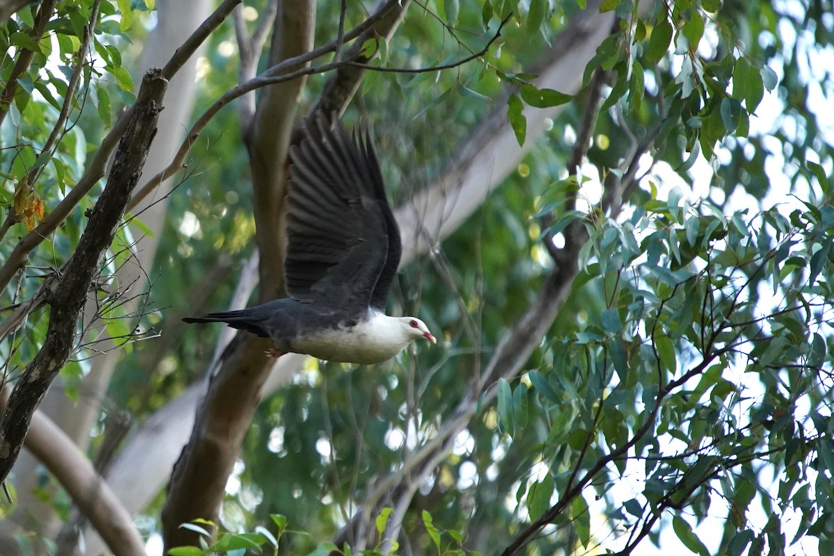 White-headed Pigeon - Sam Lin