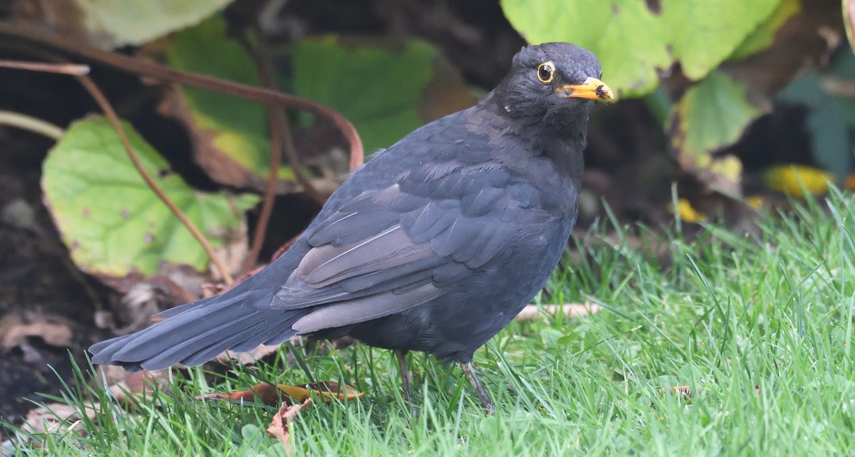 Eurasian Blackbird - Alf forbes