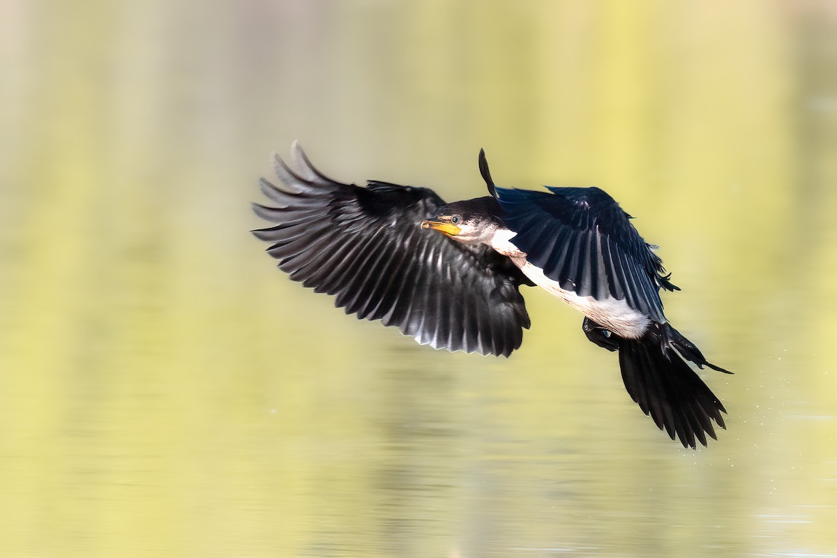 Little Black Cormorant - ML617355389