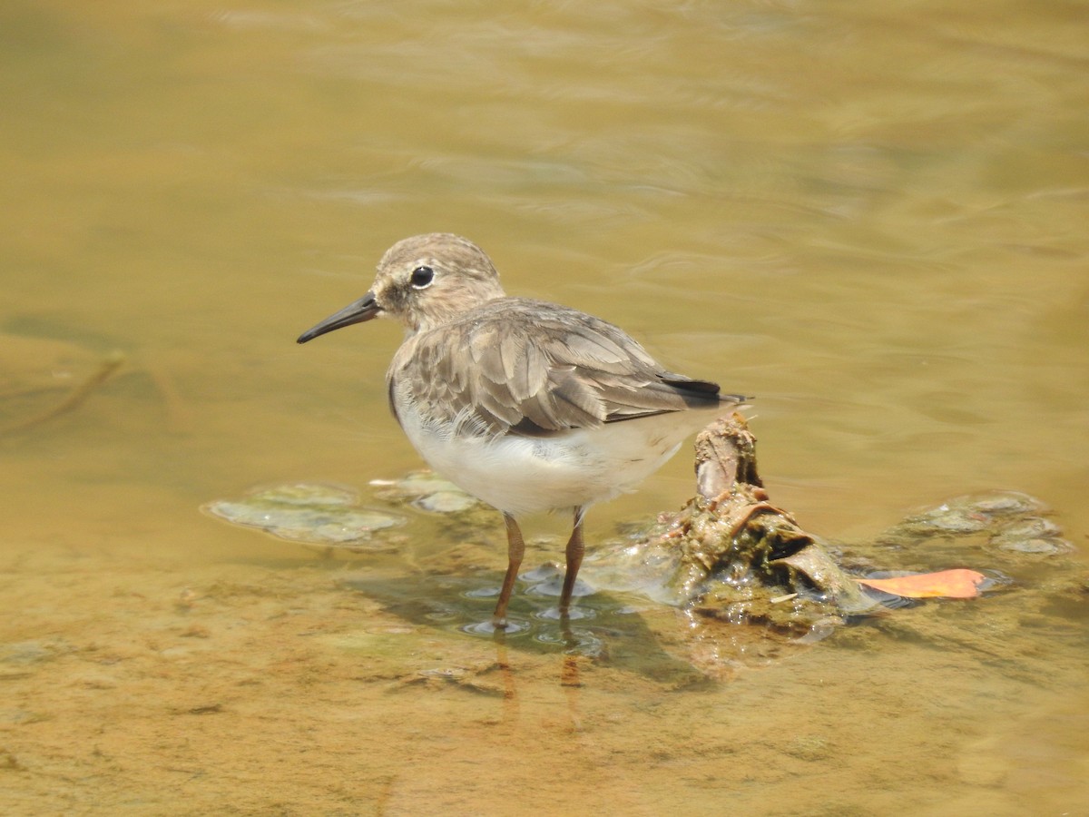 Temminck's Stint - Nishad Eshaal