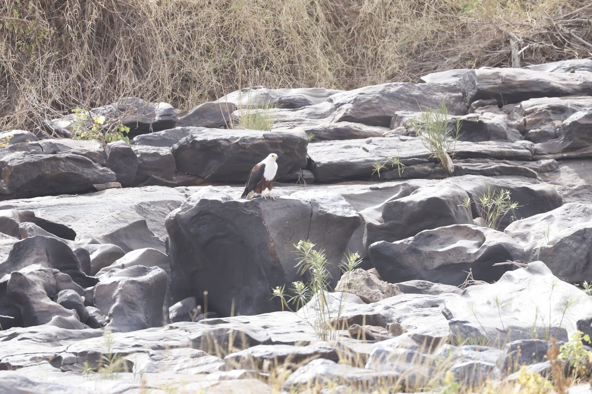 African Fish-Eagle - ML617355480