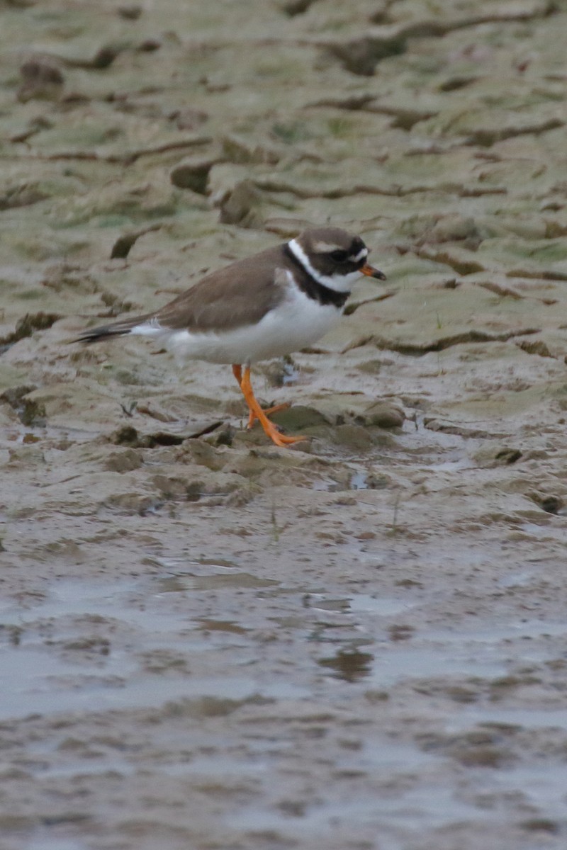 Common Ringed Plover - ML617355502