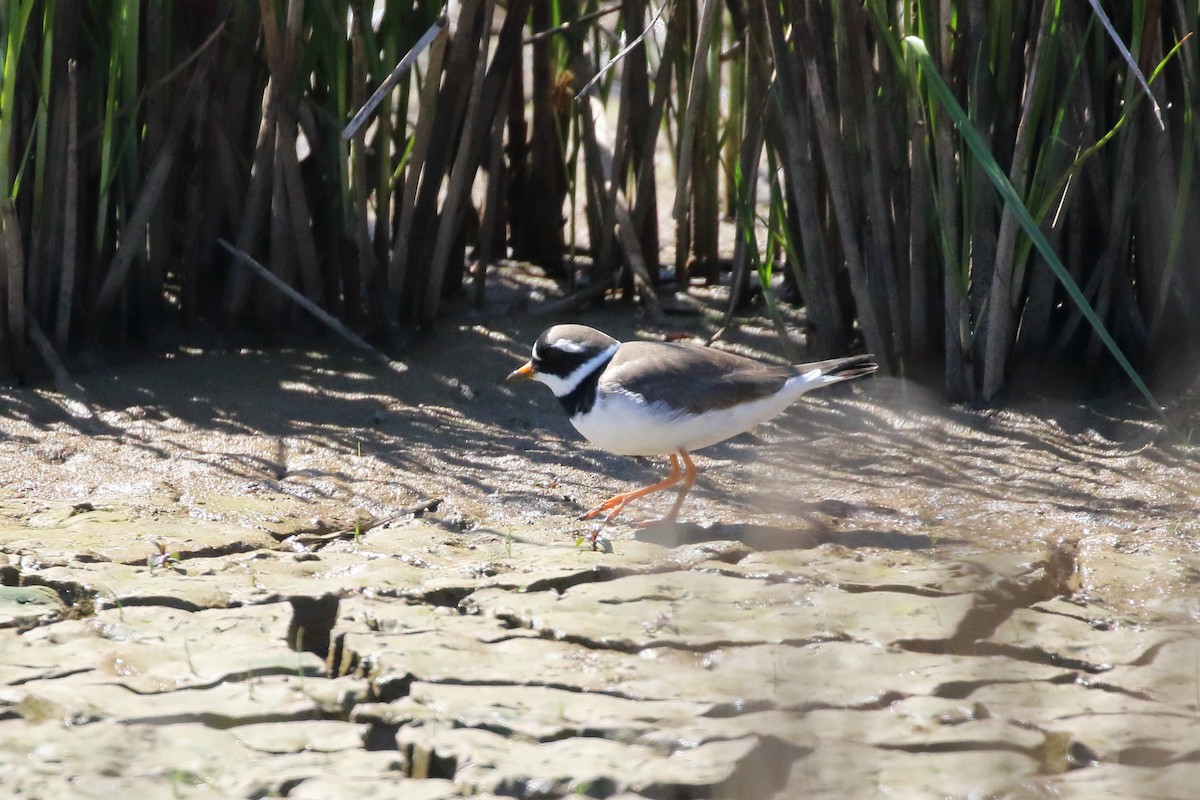 Common Ringed Plover - ML617355507