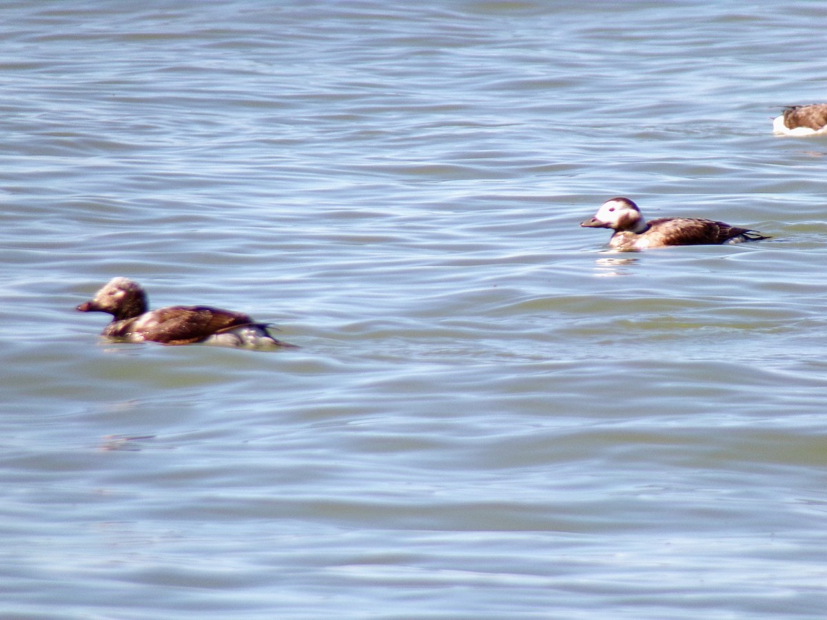Long-tailed Duck - ML617355577