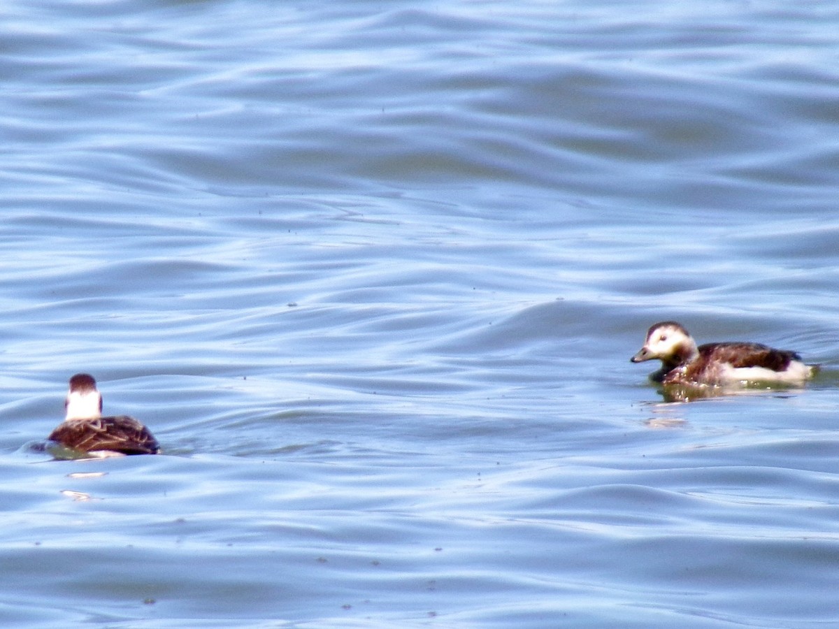 Long-tailed Duck - ML617355578