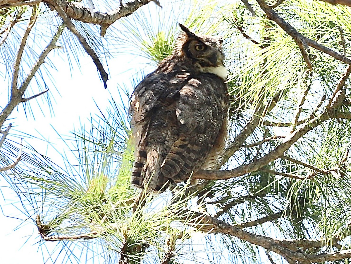 Great Horned Owl - ML617355587