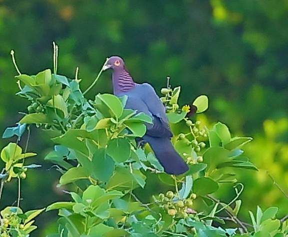 Scaly-naped Pigeon - ML617355603