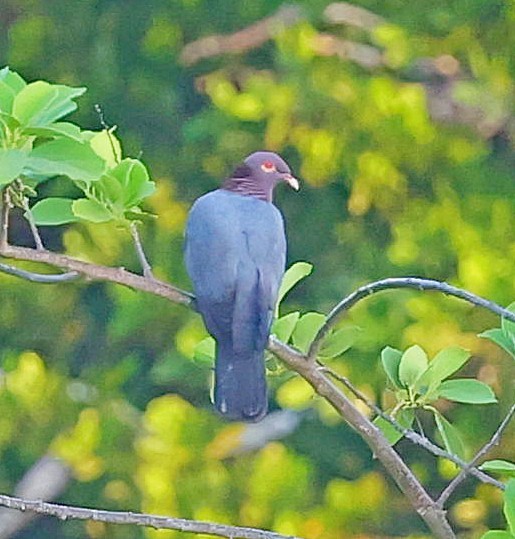 Scaly-naped Pigeon - ML617355604