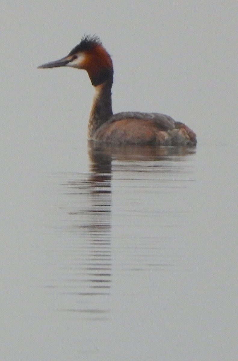 Great Crested Grebe - Bruce Hansen