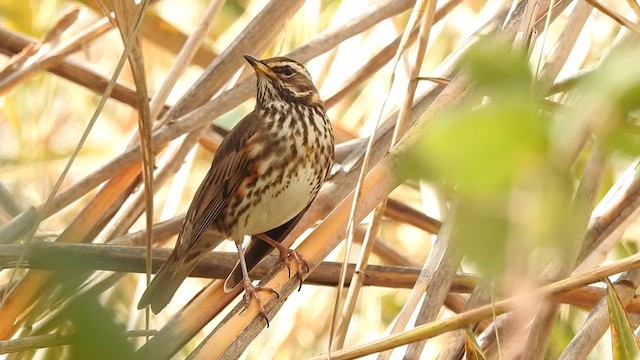 Redwing - ML617355649