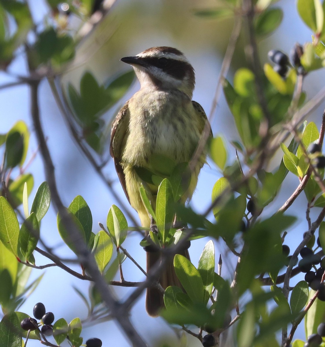 Piratic Flycatcher - William Scott