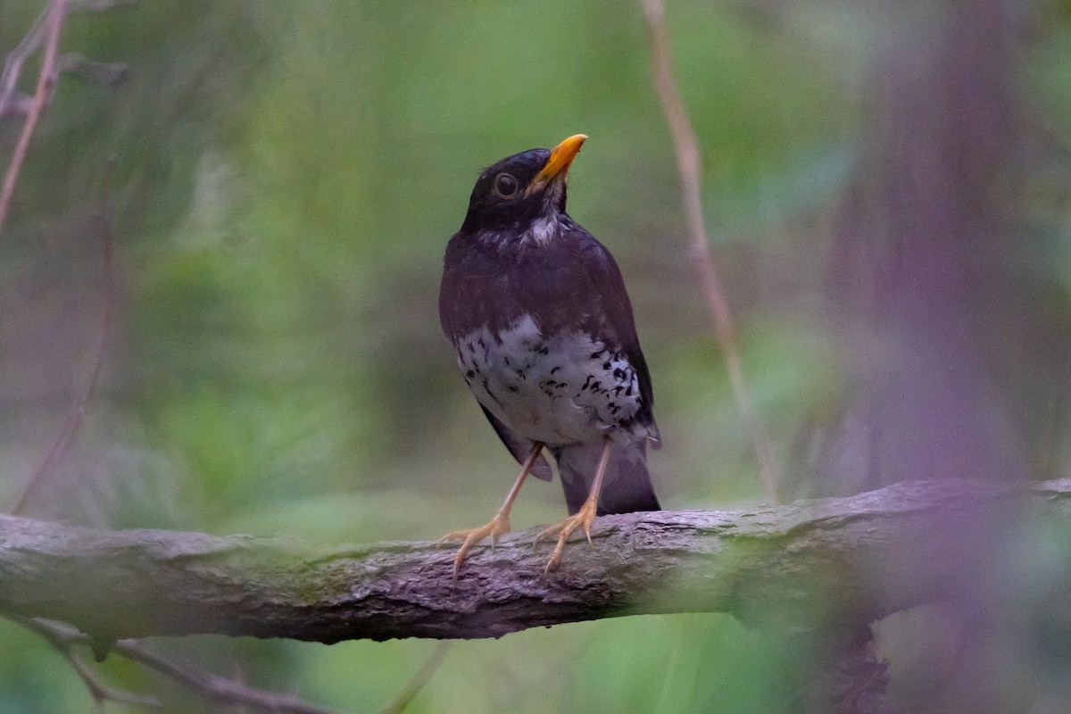 Japanese Thrush - ML617355691
