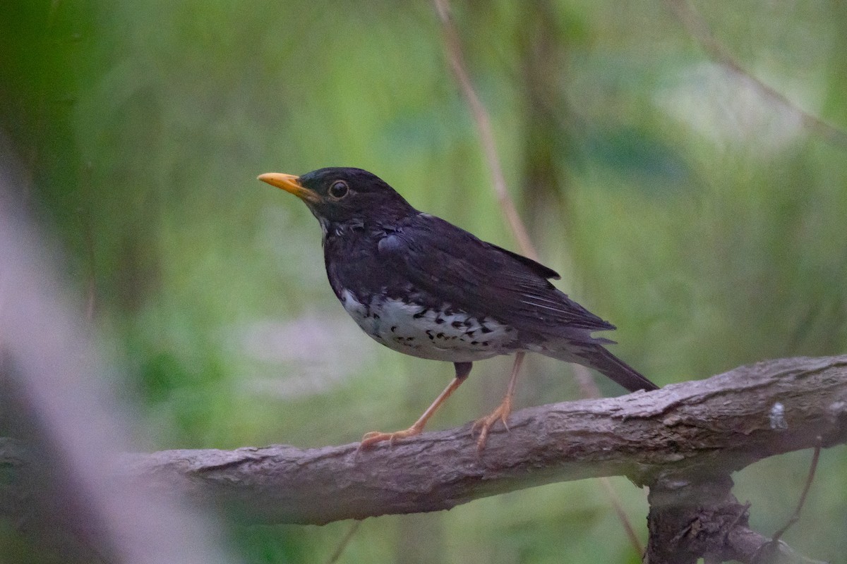 Japanese Thrush - ML617355692