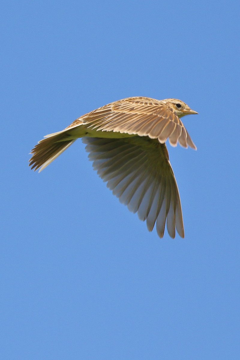 Eurasian Skylark - ML617355704