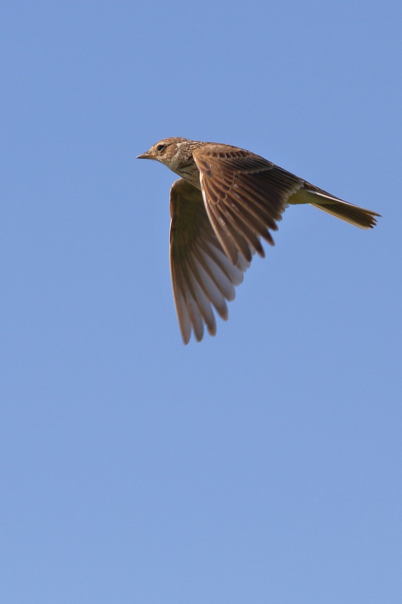 Eurasian Skylark - ML617355705