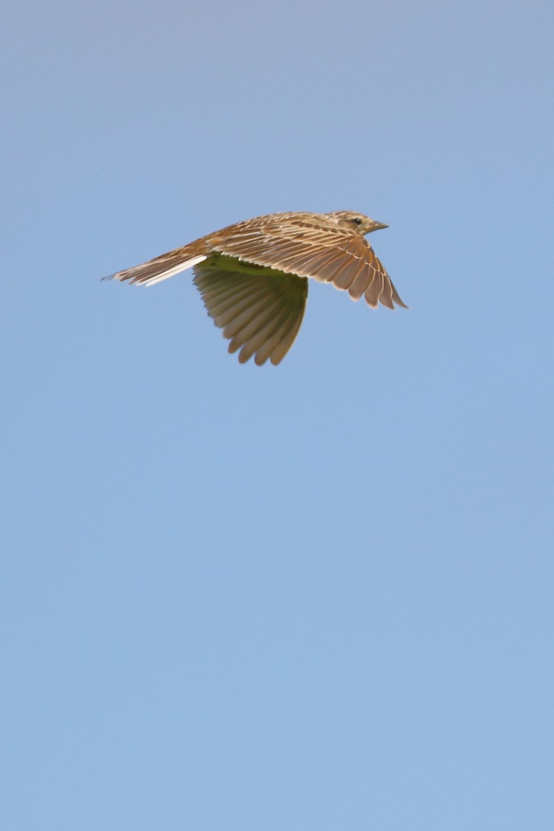 Eurasian Skylark - ML617355706