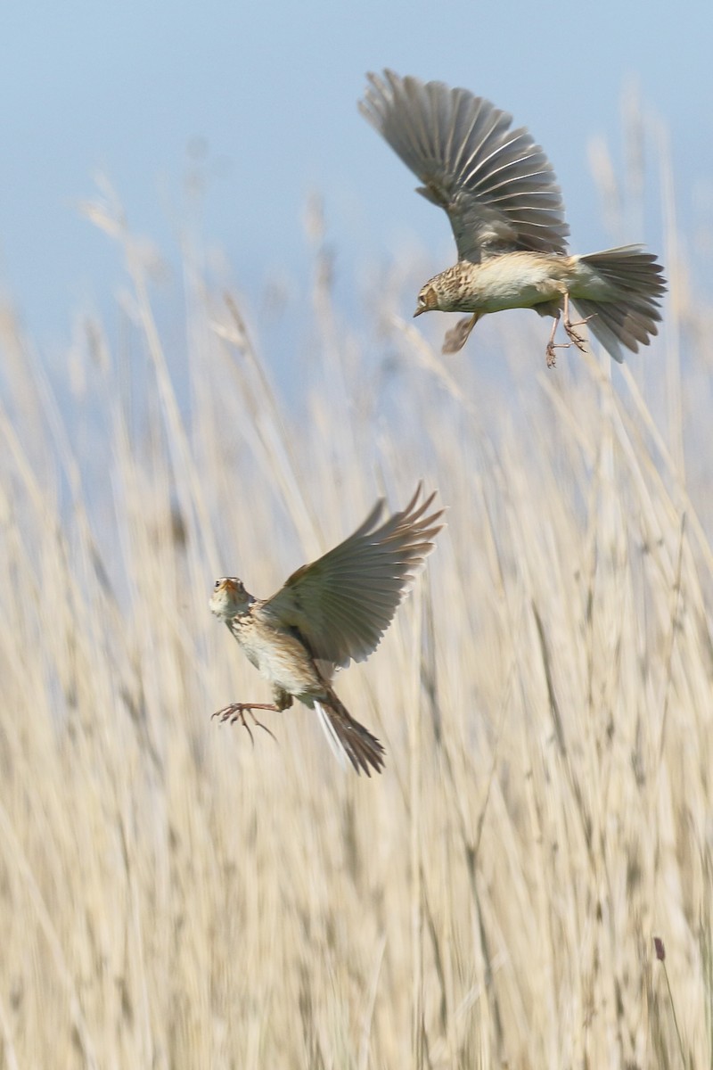 Eurasian Skylark - ML617355707