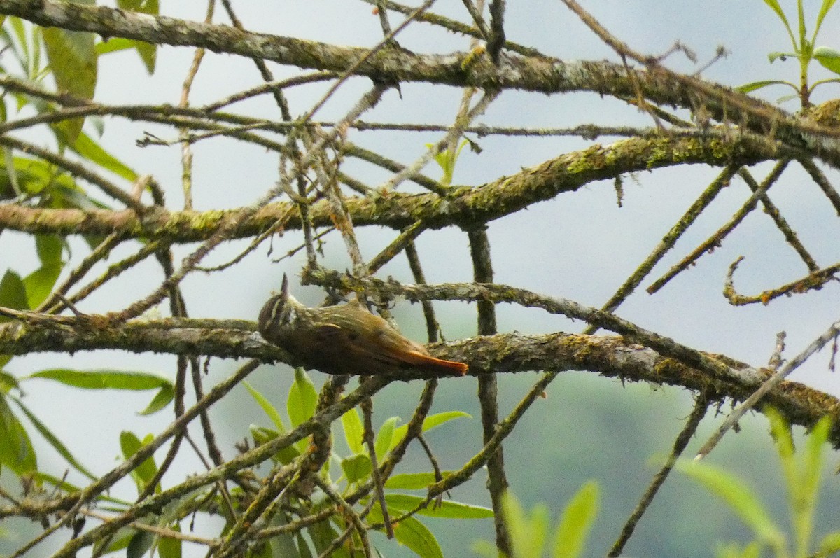 Streaked Xenops - Cristian Abad